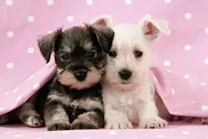Friend Prints: Dog. Miniature Schnauzer puppies (6 weeks old) on pink background Digital Manipulation: background colour