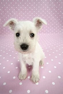 Images Dated 21st December 2008: Dog. Miniature Schnauzer puppy (6 weeks old) on pink background Digital Manipulation