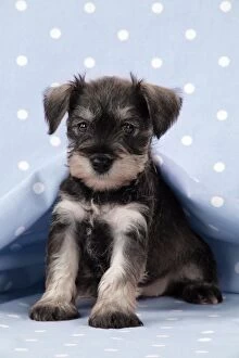 Images Dated 21st December 2008: Dog. Miniature Schnauzer puppy (6 weeks old) on blue background Digital Manipulation