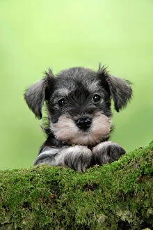 Images Dated 21st December 2008: Dog. Miniature Schnauzer puppy (6 weeks old) on a mossy log