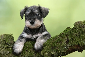 Images Dated 21st December 2008: Dog. Miniature Schnauzer puppy (6 weeks old) on a mossy log