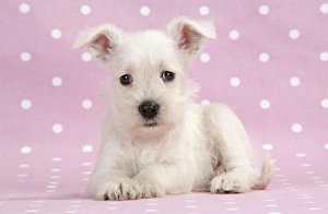 Images Dated 21st December 2008: Dog. Miniature Schnauzer puppy (6 weeks old) on pink background Digital Manipulation