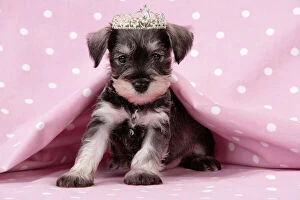 Images Dated 21st December 2008: Dog. Miniature Schnauzer puppy (6 weeks old) on pink background wearing tiara Digital Manipulation