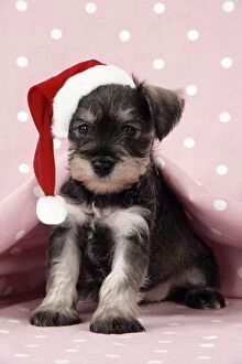 Images Dated 21st December 2008: Dog. Miniature Schnauzer puppy (6 weeks old) on pink background Digital Manipulation: Hat (JD)