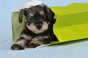 Bags Prints: Dog. Miniature Schnauzer puppy (6 weeks old) in bag