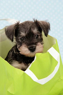 Images Dated 21st December 2008: Dog. Miniature Schnauzer puppy (6 weeks old) in bag