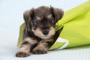 Images Dated 21st December 2008: Dog. Miniature Schnauzer puppy (6 weeks old) in bag