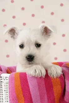 Dog. Miniature Schnauzer puppy (6 weeks old) in basket