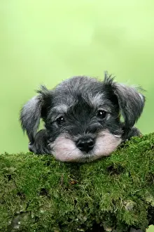 Miniature Prints: Dog. Miniature Schnauzer puppy (6 weeks old) on a mossy log