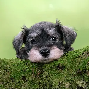 Dog. Miniature Schnauzer puppy (6 weeks old) on a mossy log