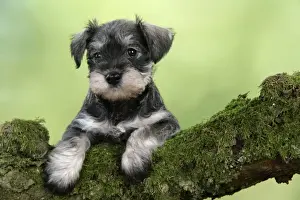 Dog. Miniature Schnauzer puppy (6 weeks old) on a mossy log