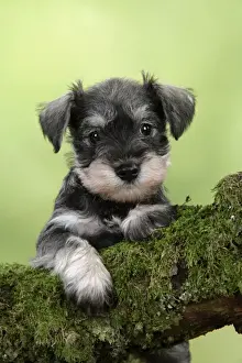 Dog. Miniature Schnauzer puppy (6 weeks old) on a mossy log