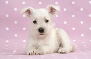 Schnauzer Prints: Dog. Miniature Schnauzer puppy (6 weeks old) on pink background Digital Manipulation: background colour