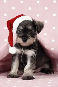 Dog. Miniature Schnauzer puppy (6 weeks old) on pink background Digital Manipulation: Hat (JD)
