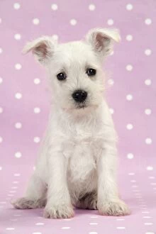 Dog. Miniature Schnauzer puppy on pink background