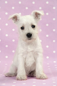 Images Dated 20th December 2008: Dog. Miniature Schnauzer puppy on pink background Digital Manipulation: background colour