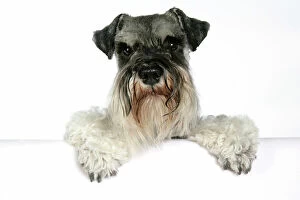 Schnauzers Collection: DOG. Miniature Schnauzer, sitting paws over