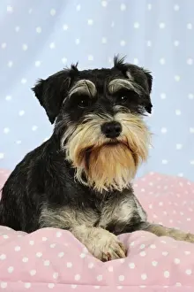 DOG. Miniature schnauzer sitting on pink blanket