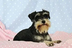 DOG. Miniature schnauzer sitting on pink blanket