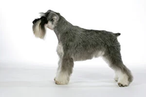 Utility Breeds Collection: Dog - Miniature Schnauzer. Side view