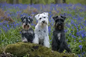 DOG - Miniature Schnauzers - in bluebells