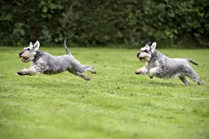 Schnauzer Prints: DOG - Miniature Schnauzers - running through garden