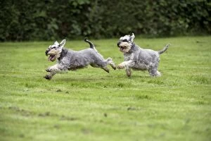 DOG - Miniature Schnauzers - running through garden
