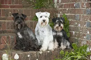 DOG - Miniature Schnauzers - sitting on steps