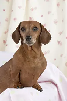 Dog - Miniature Short Haired Dachshund