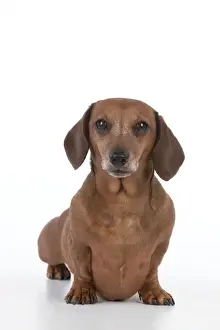 Dog - Miniature Short Haired Dachshund