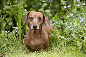Dog - Miniature Short Haired Dachshund - in garden