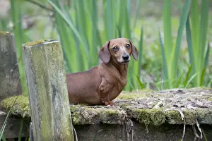 Dog - Miniature Short Haired Dachshund - in garden