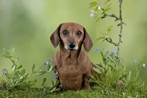 Images Dated 14th April 2011: Dog - Miniature Short Haired Dachshund - in garden Digital Manipulation - more grass added