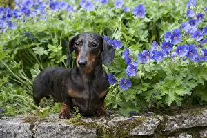 Smooth Haired Prints: DOG - Miniature short haired dachshund in garden