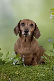 Dog - Miniature Short Haired Dachshund - in garden Digital Manipulation - more grass added