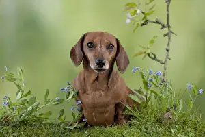 Dog - Miniature Short Haired Dachshund - in garden Digital Manipulation - more grass added