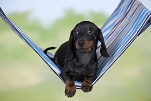 Images Dated 14th December 2012: DOG - Miniature short haired dachshund laying in hammock