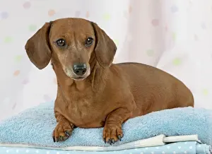 Dog - Miniature Short Haired Dachshund - lying down on laundry pile Digital Manipulation - colour of towel changed