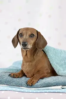 Dog - Miniature Short Haired Dachshund - lying down on laundry pile Digital Manipulation - colour of towel changed