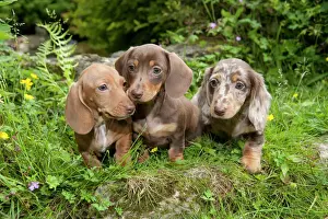 Gardens Prints: DOG - Miniature short haired dachshund puppies sitting in the garden (7 weeks)