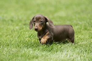 DOG - Miniature Short Haired Dachshund - puppy running through garden (7 weeks)