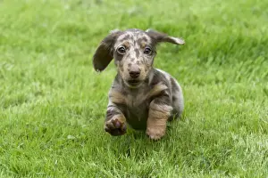 Smooth Haired Prints: DOG - Miniature Short Haired Dachshund - puppy running through garden (7 weeks)