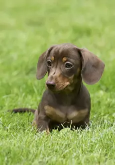 Teckels Prints: DOG - Miniature Short Haired Dachshund - puppy sitting in garden (7 weeks)