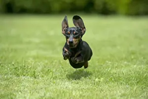 DOG - Miniature Short Haired Dachshund - running through garden