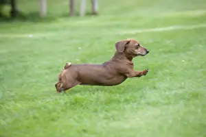 Dog - Miniature Short Haired Dachshund - running in garden (dogs tail should be long and pointed)