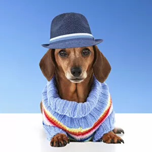 Images Dated 25th July 2021: Dog - Miniature Short Haired Dachshund - wearing jumper and blue hat Date: 06-06-2011