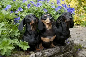 Smooth Haired Prints: DOG - Miniature short haired dachshunds sitting in garden