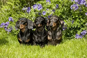 DOG - Miniature short haired dachshunds sitting in garden