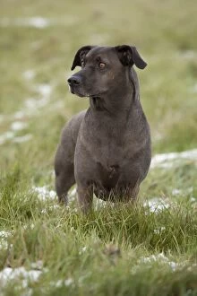 Images Dated 3rd December 2010: Dog - Minuel - Waterloo Kennels - Stoke Orchard - Cheltenham - UK