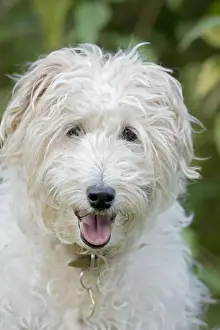 Scruffy Prints: Dog - Mixed Breed